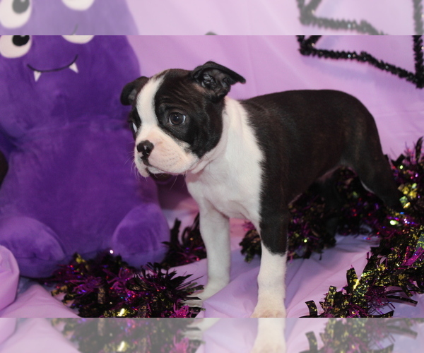 Medium Photo #5 Boston Terrier Puppy For Sale in BROOKSVILLE, FL, USA