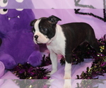 Zellah - Female Boston Terrier Puppy for Sale - Photo #5