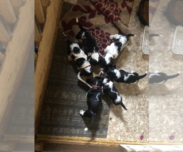 Medium Photo #9 Basset Hound Puppy For Sale in DALTON, GA, USA