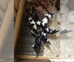 Small Photo #9 Basset Hound Puppy For Sale in DALTON, GA, USA