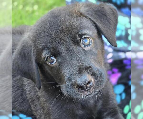 Medium Photo #5 Labrador Retriever-Unknown Mix Puppy For Sale in San Diego, CA, USA