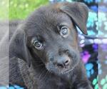 Small #4 Labrador Retriever Mix