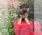 Small Photo #18 German Shepherd Dog Puppy For Sale in MILLERSTOWN, PA, USA