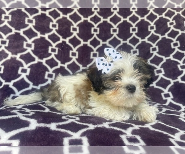 Medium Photo #2 Zuchon Puppy For Sale in LAKELAND, FL, USA