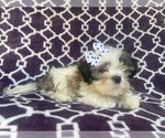 Small Photo #2 Zuchon Puppy For Sale in LAKELAND, FL, USA