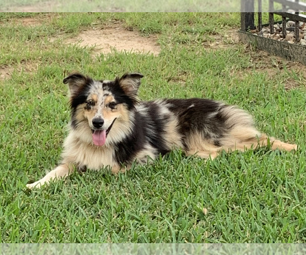 Medium Photo #1 Australian Shepherd Puppy For Sale in NACOGDOCHES, TX, USA