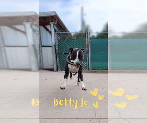 American Pit Bull Terrier Dogs for adoption in Monte Vista, CO, USA