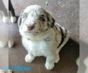 Aussiedoodle Puppy for sale in MARION, TX, USA
