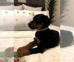 Small Photo #4 Doberman Pinscher Puppy For Sale in EDGEWOOD, NM, USA