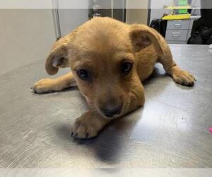 Chihuahua-Unknown Mix Dogs for adoption in Visalia, CA, USA
