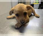 Small Chihuahua Mix