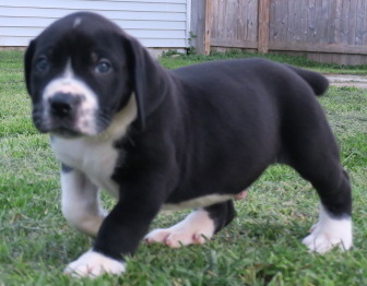 Medium Photo #1 Boerboel Puppy For Sale in CROWN POINT, IN, USA