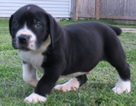 Small Photo #1 Boerboel Puppy For Sale in CROWN POINT, IN, USA