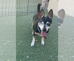 Small #2 Chihuahua Mix