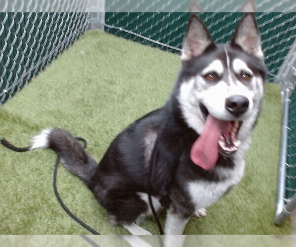 Medium Photo #1 Siberian Husky Puppy For Sale in Downey, CA, USA