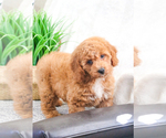 Small Photo #16 Goldendoodle Puppy For Sale in SYRACUSE, IN, USA