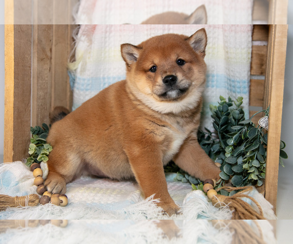 Medium Photo #2 Shiba Inu Puppy For Sale in TOPEKA, IN, USA