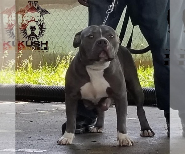 Medium Photo #1 American Bully Puppy For Sale in YORK, PA, USA