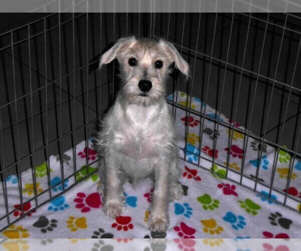 Medium Photo #3 Schnoodle (Miniature) Puppy For Sale in ORO VALLEY, AZ, USA