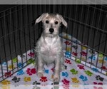 Small #2 Schnoodle (Miniature)
