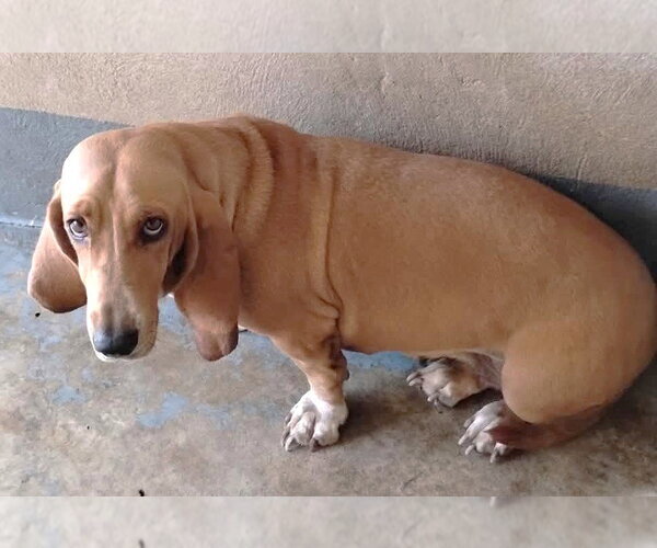 Medium Photo #2 Basset Hound Puppy For Sale in Boonton, NJ, USA