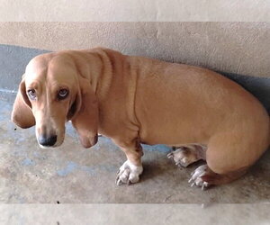 Fatima TX - Female Basset Hound Dog for Adoption - Photo #2