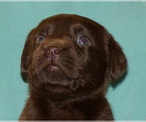 Labrador Retriever Puppy for sale in WILSONS, VA, USA