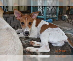 Basenji-Unknown Mix Dogs for adoption in Grafton, WI, USA