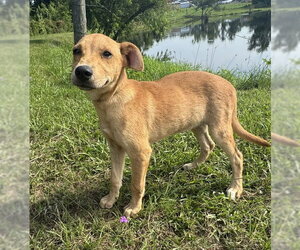 Dari - Female Labrador Retriever-Unknown Mix Dog for Adoption - Photo #5