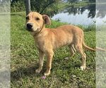 Small #4 Labrador Retriever Mix