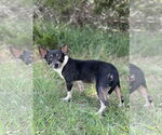 Small #2 Chihuahua Mix