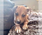 Small #4 Labrador Retriever Mix