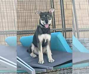 Ava - Female Siberian Husky-Unknown Mix Dog for Adoption - Photo #3