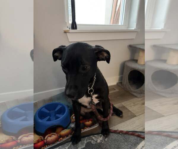 Medium Photo #3 Labrador Retriever-Unknown Mix Puppy For Sale in Sheboygan, WI, USA