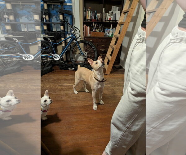 Medium Photo #3 Boxer-Shiba Inu Mix Puppy For Sale in Virginia Beach, VA, USA
