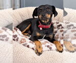 Tonka - Male Miniature Pinscher-Unknown Mix Dog for Adoption - Small photo