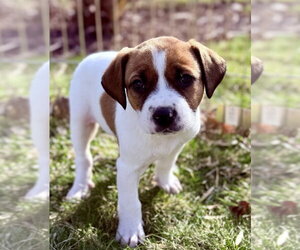 Mutt Dogs for adoption in Mundelein, IL, USA