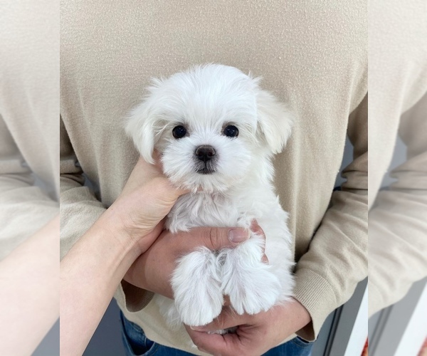 Medium Photo #1 Maltese Puppy For Sale in REDLANDS, CA, USA