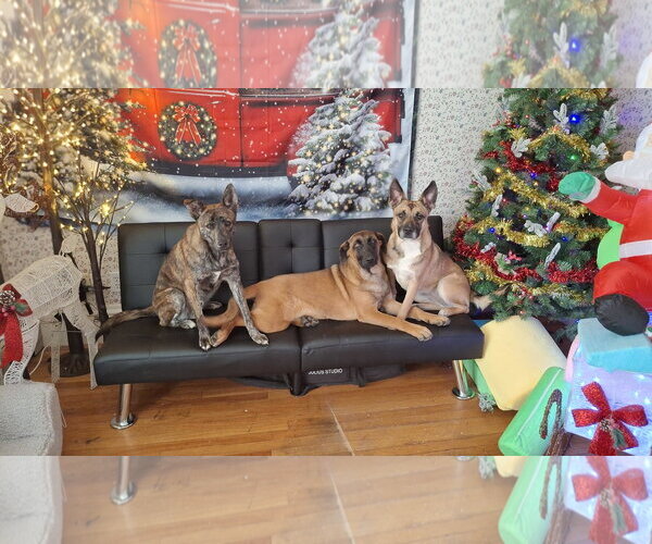 Medium Photo #30 German Shepherd Dog-Unknown Mix Puppy For Sale in Sebec, ME, USA