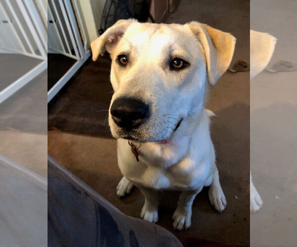 Medium Photo #8 Labrador Retriever-Unknown Mix Puppy For Sale in Farmington, MN, USA