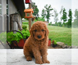 Goldendoodle Puppy for sale in ITASCA, TX, USA
