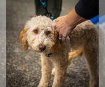 Small #1 Labradoodle