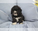 Small #4 Shih-Poo