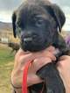 Small Photo #5 Mastiff Puppy For Sale in YAKIMA, WA, USA