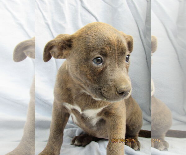 Medium Photo #6 Mutt Puppy For Sale in Conroe, TX, USA