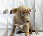 Small #5 Mutt