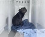 Small French Bulldog Mix