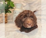 Small Photo #3 Miniature Labradoodle Puppy For Sale in EDGEWOOD, TX, USA