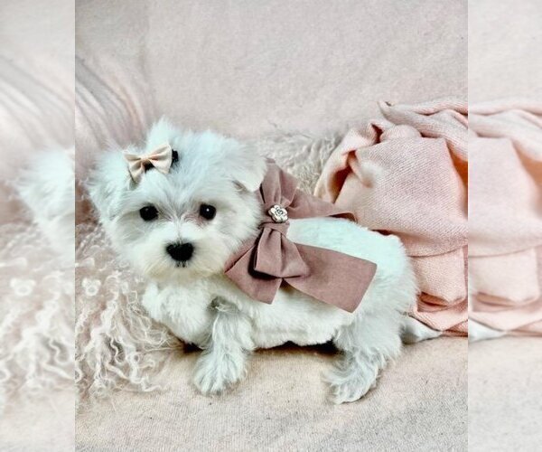 Medium Photo #18 Maltese Puppy For Sale in DELRAY BEACH, FL, USA
