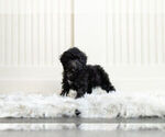 Small Photo #5 Poodle (Miniature) Puppy For Sale in WARSAW, IN, USA